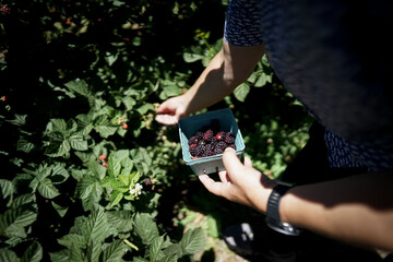 ブラックベリー、フルーツ狩りを楽しむ