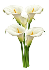 Obraz premium White Calla Lily Bouquet Floral Illustration Transparent Background