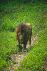 Majestic African lion walking on a grassy path in a safari setting.  High-angle, full-body shot.