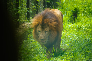 Majestic African lion (Panthera leo) walking through lush green grass in a safari setting.