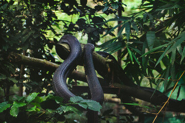 A black snake coiled around branches within a lush safari environment.  Intriguing wildlife...