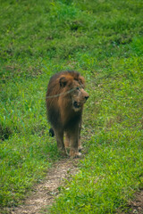 Majestic African lion (Panthera leo) walking on a safari path, surrounded by lush green vegetation.