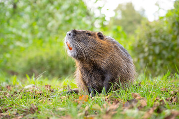 Nutria river rat on the meadow, wildlife animals, habitant wetlands, coypu herbivorous