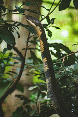 King Cobra (Ophiophagus hannah) in a safari setting, emphasizing the snake's scale pattern.