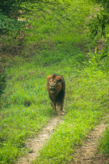 Majestic African lion (Panthera leo) walking on a grassy path in a safari setting.