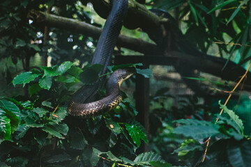 King Cobra (Ophiophagus hannah) in lush safari foliage, dramatic close-up.