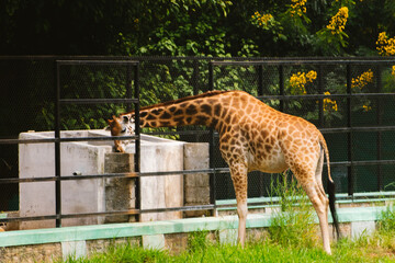 Giraffa camelopardalis drinking water in a safari enclosure, observed from a side angle.