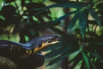 King Cobra (Ophiophagus hannah) in a lush safari environment, dramatic close-up composition.