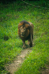 Majestic male African lion, *Panthera leo*, walking on a grassy path in a safari setting.