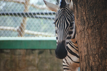 Close-up of a zebra's head and neck in a safari enclosure, partially hidden behind a tree trunk.