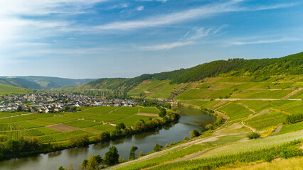 Fototapeta premium Trittenheim, Moselle Valley with loop of river, aerial view, riesling wine growing on vine, vineyard landscape and agriculture in Germany