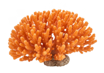 Isolated Orange Coral Branch Reef Sea Marine Life Transparent Background