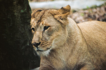 Young lioness in a safari setting, close-up profile view showcasing her fur texture and intense...