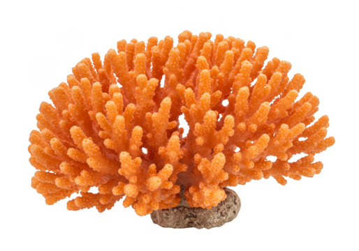 Isolated Orange Coral Branch Reef Sea Marine Life Transparent Background