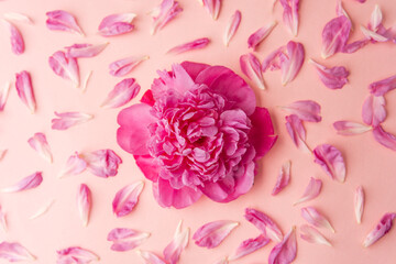 Obraz premium Single fluffy pink peony on pastel background with scattered petals