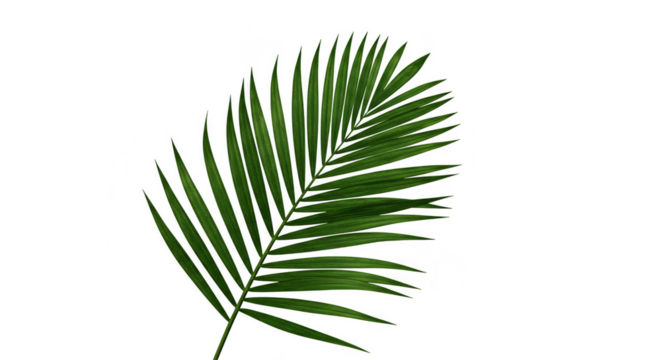 Isolated Palm Leaf Tropical Green Foliage Plant on Transparent Background