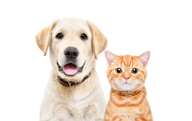 Portrait of labrador puppy and scottish straight kitten closeup isolated on white background
