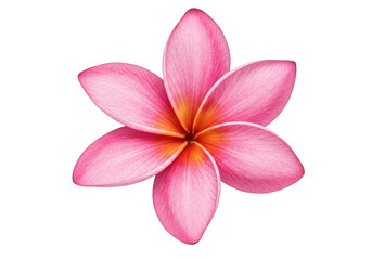 Isolated Pink Plumeria Flower a Transparent Tropical Floral Blossom