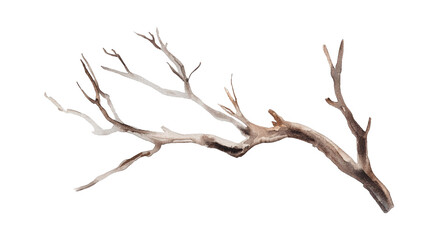 Watercolor illustration of a bare tree branch on white