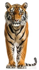 Fototapeta premium A majestic bengal tiger stands tall, isolated on white background