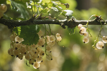 Close-up of white currants, capturing their fresh, ripe, and juicy appearance