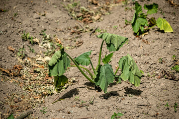 A zucchini plant wilts in dry, cracked earth due to severe drought conditions.