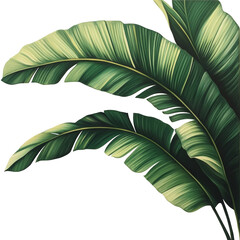 Tropical banana leaf illustration green foliage botanical print nature design art 86