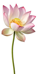 Fototapeta premium pink lotus flower on white