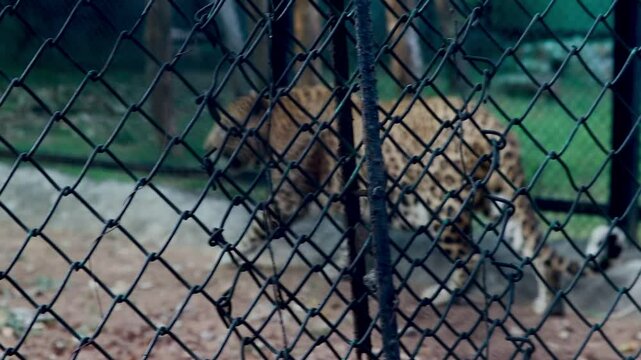 Wild Leopard Pacing Within Zoo Enclosure Showing Natural Behavior.