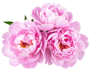 Obraz premium Detailed Pink Peony Flowers Close-Up Isolated on Transparent Background PNG