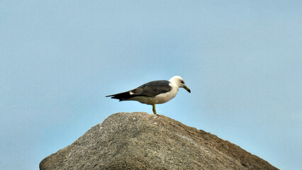 고요한 바다 하늘 아래 홀로 선 갈매기