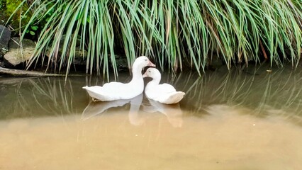 Two white ducks swim together on a calm, murky pond. This serene nature scene represents companionship and tranquility,.