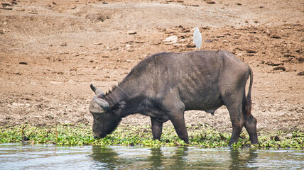 Fototapeta premium Cape buffalo grazes on aquatic plants with egret on its back