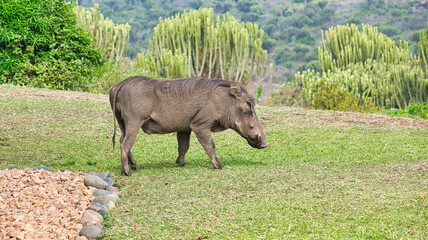 Warthog wandering around eating the grass at a safari lodge