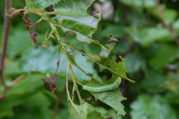Alder sawfly (Eriocampa ovata) larva feast on alder leaves in Alaska's boreal forest. 