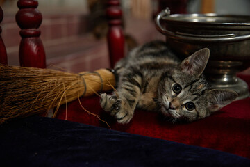 Tabby kitten lying on red velvet surface near wooden broom and metal vessel in church setting,...