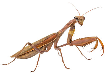 Brown praying mantis insect