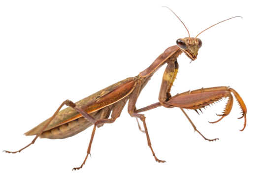 Brown praying mantis insect