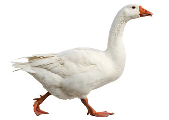 domestic goose walking

