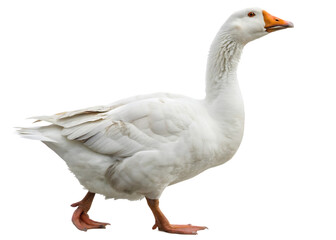 domestic goose walking

