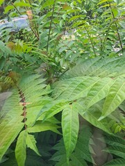 caterpillar on a branch