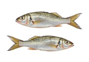 Isolated Two Small Fish Cutout Aquatic Wild Animal Transparent