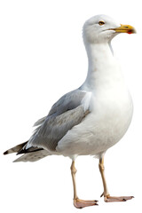 Naklejka premium White and grey seagull standing