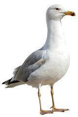 Obraz premium White and grey seagull standing