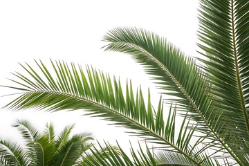 Naklejka premium Palm tree with green leaves