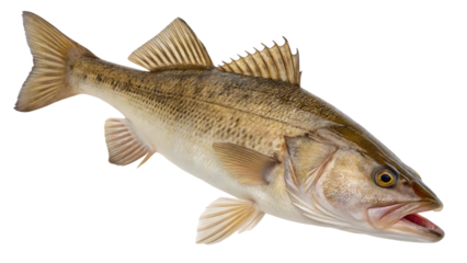 spotted brown fish profile