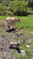 Tan Cow and Brindle Dog in a Lush Indonesian Field