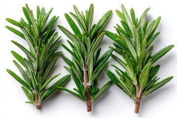 Three vibrant rosemary sprigs lined up, showcasing their rich green color and healthy leaves, perfect for enhancing culinary dishes or presentations