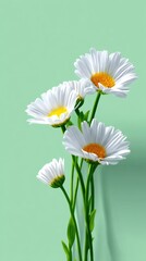 Minimalist White Daisies on Mint Green Background