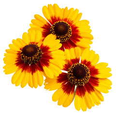 Obraz premium Set of Three Bright Helenium Flowers in Yellow and Red Tones, Isolated on Transparent PNG Background